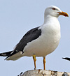 juvenile LBBG in October, ringed in Norway. (131273 bytes)